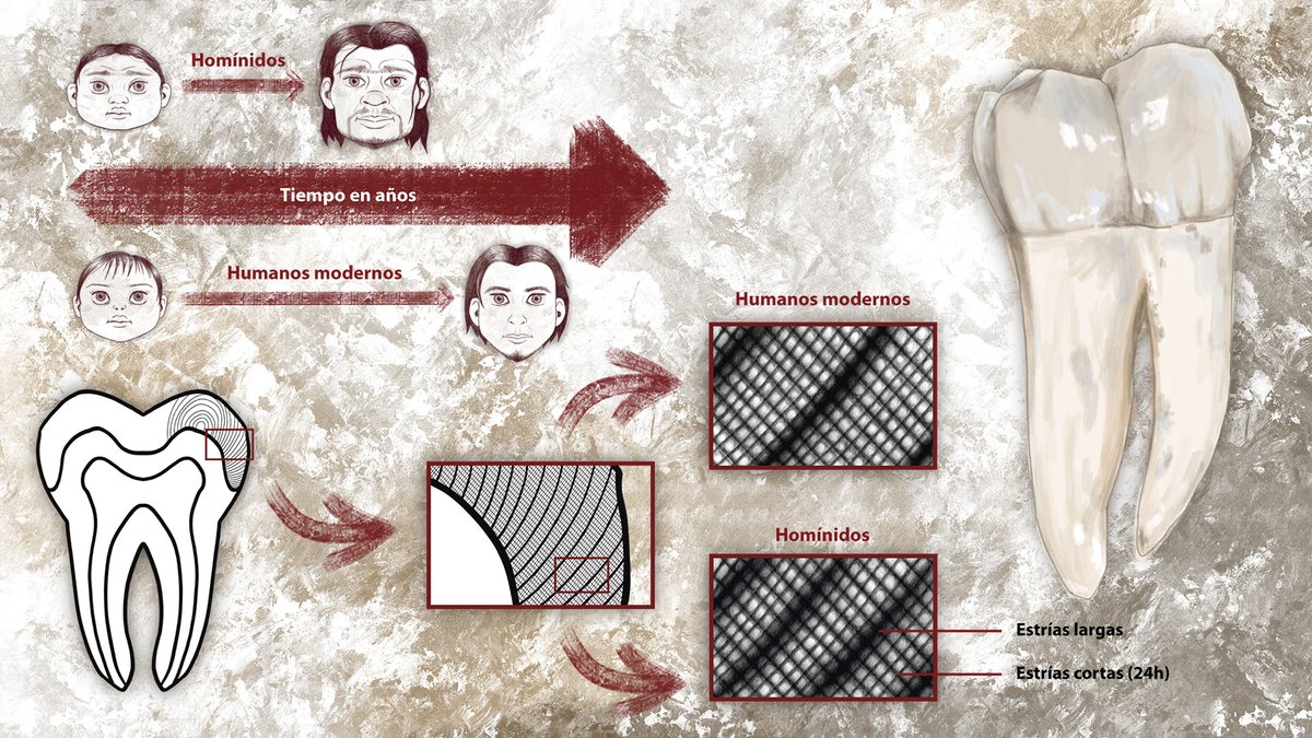 Comparación de la maduración de los homínidos de Atapuerca y de los humanos actuales tomando como referencia las estrías largas y cortas de las coronas de sus dientes. 

ow.ly/Wjym50JMm9i