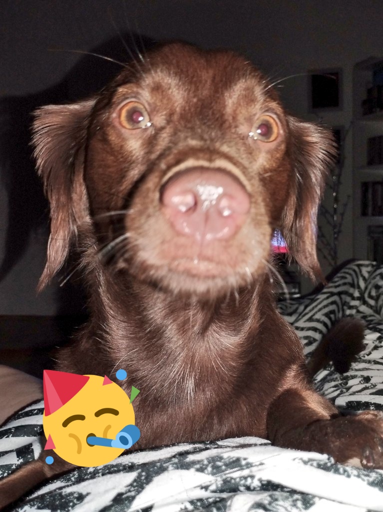 I wish you a happy birthday please, I turned 2 years old. ❤️🇭🇺