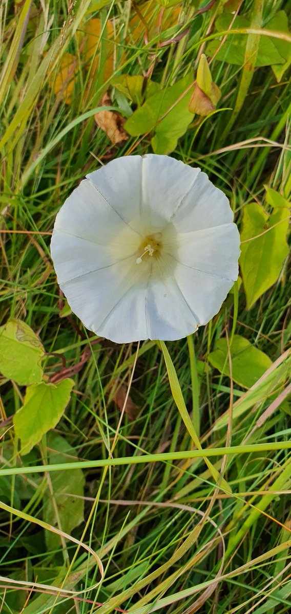 Bindweed flower. A nice contrast to the solid green of the sand dunes foliage.
#BullIsland #flowers #White #weed #bindweed #CoastalSeries #Dublin #Ireland #irishgardening