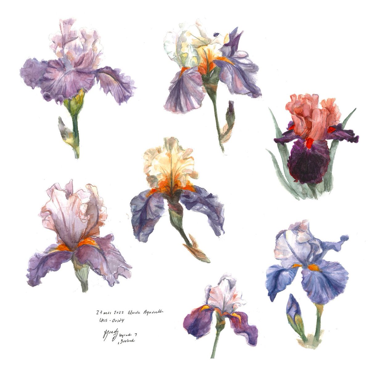 kyandipkin's tweet photo. 💙🌸 watercolor study https://t.co/AXsfvjrNLw