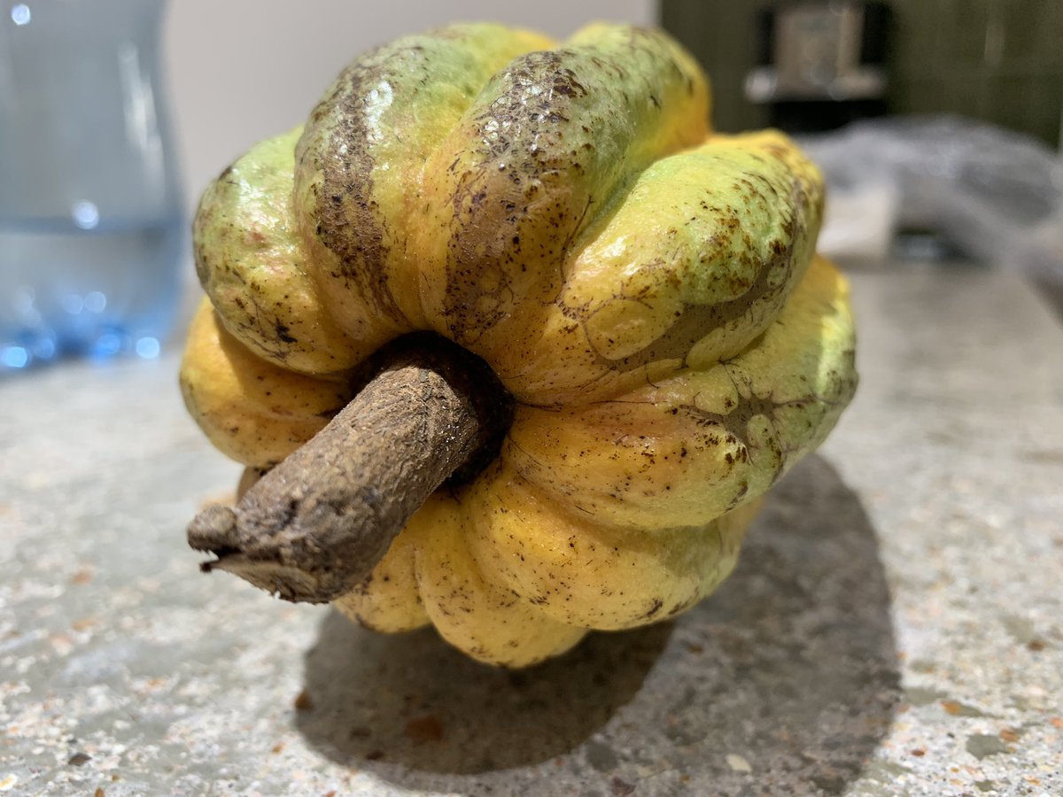 Alfedroo's tweet photo. Cacao #chocolate #Chiapas https://t.co/mkvuwcbRVD