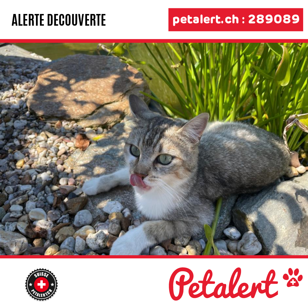 petalert_suisse's tweet photo. Trouvé #Chat #Vaud #Lonay #Petalert  #PetAlertVD / https://t.co/YF1uYMDGYQ https://t.co/IudSXq2nlM