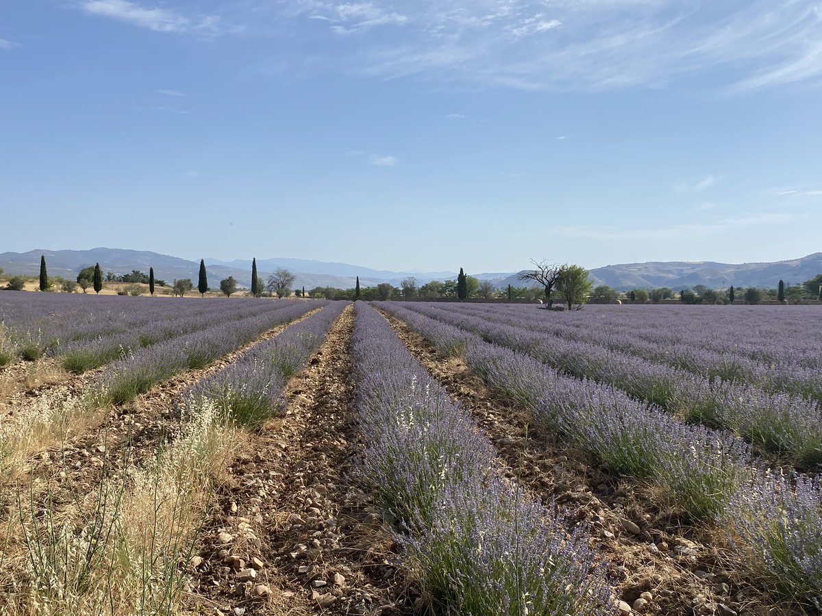 alejandro brito tweet media