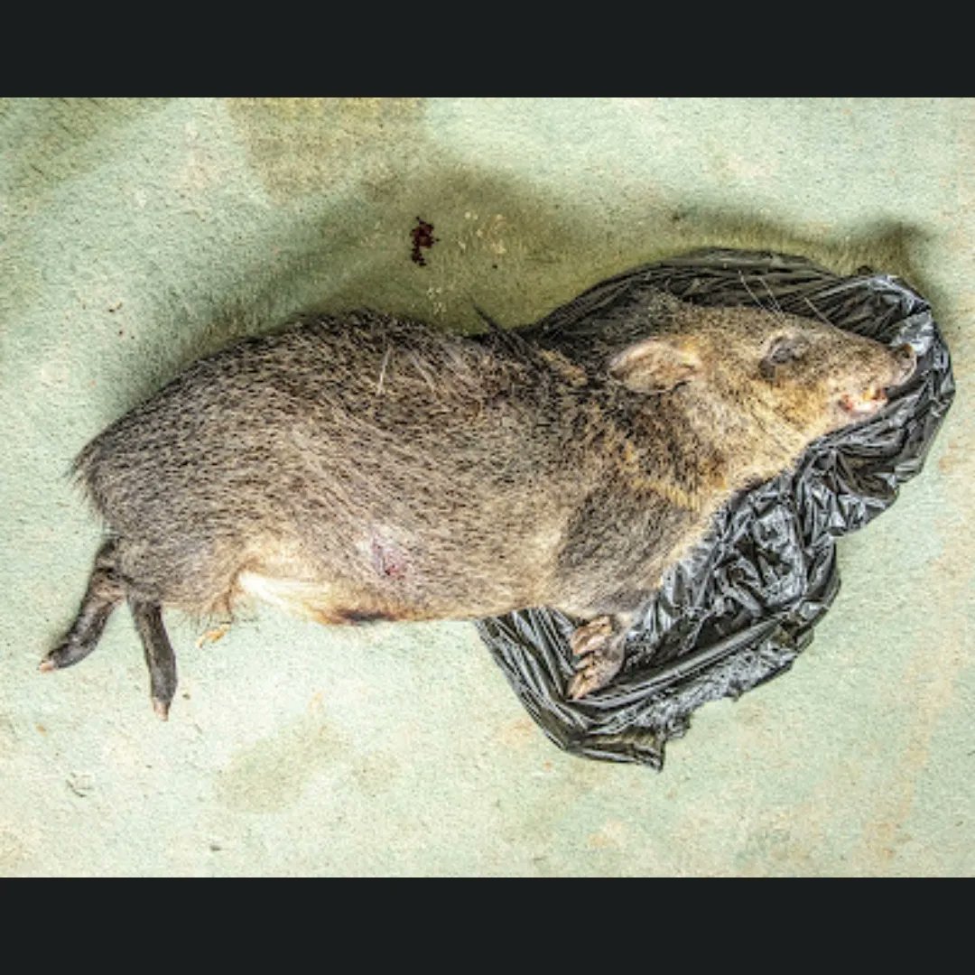 gatti_andressa's tweet image. Os caçadores matam sem piedade. E aqui, é caça para venda indiscriminada! Muitos acham que esses animais abatidos são iguarias, alimentos exclusivos, como um ganho pessoal. Só que as perdas ocasionadas pela caça afetam a todos, os animais, as florestas, e nós, humanos.