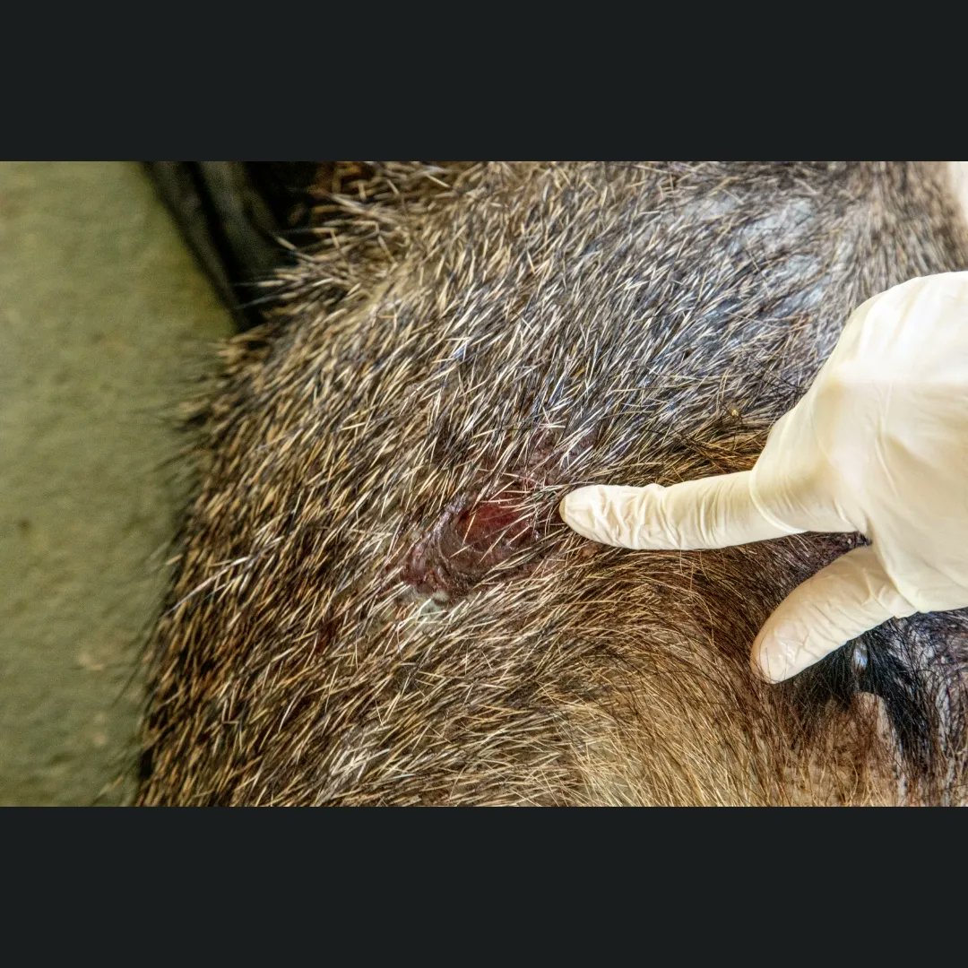 gatti_andressa's tweet image. Este cateto foi encontrado com os caçadores, esta semana, numa ação de fiscalização integrada do ICMBio, IBAMA e Polícia Militar Ambiental, no complexo de áreas protegidas, no norte do Espírito Santo.