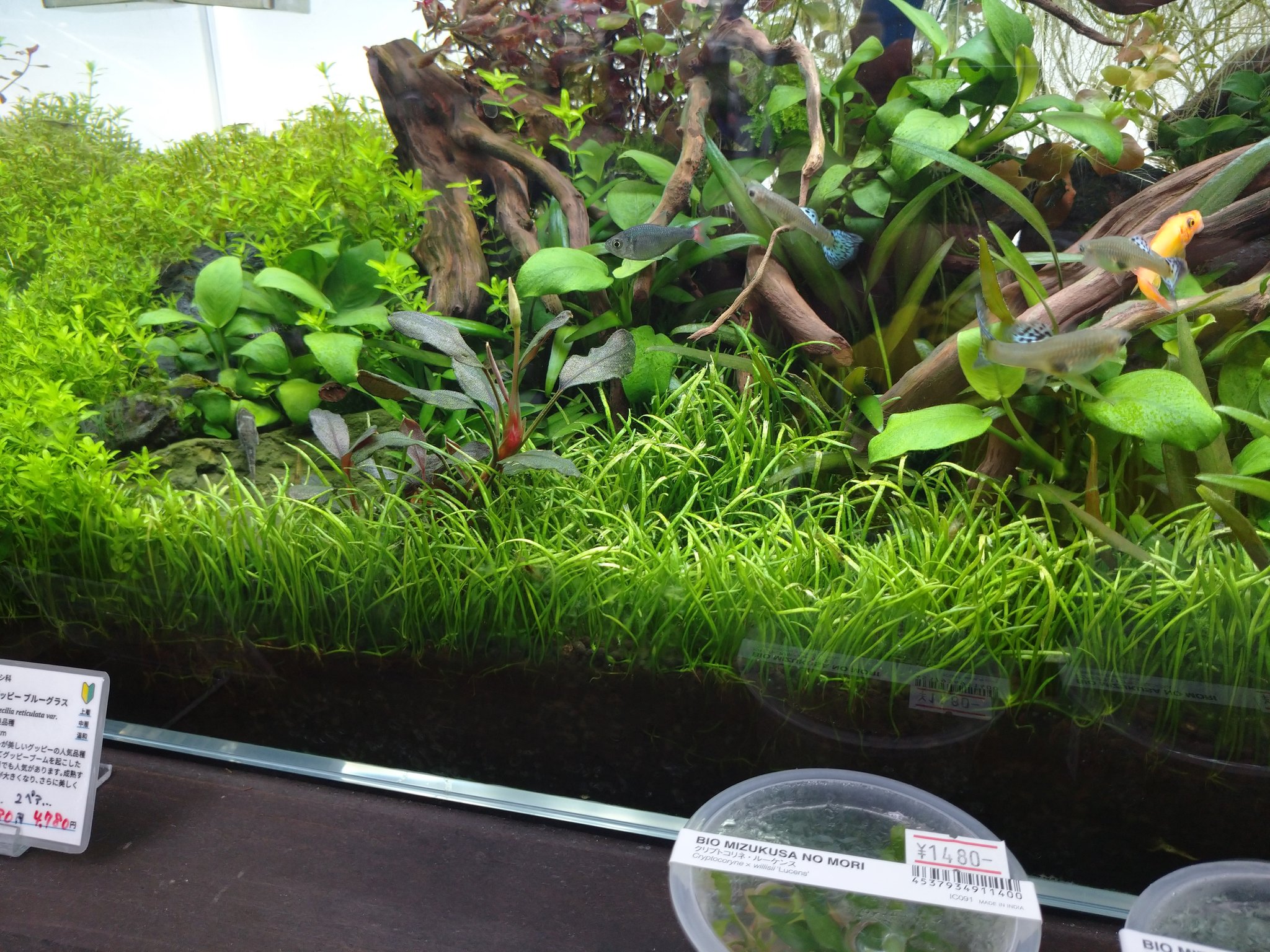 E Scape 60cm水槽のコブラグラスが綺麗に茂りました 肥沃な土壌を好むので底床肥料のadaパワーサンドを使うのがおすすめです ソイル は逆に養分の少ないjunマスターソイルなどを使うのが埼玉水草管理に特化したイースケ流です ちなみにこの水槽は月に１回