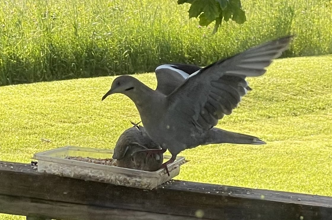 DonCheverie's tweet photo. A white-winged dove (rare for PEI) puts one of the locals (mourning dove) in a headlock. https://t.co/gcUy35J0QO