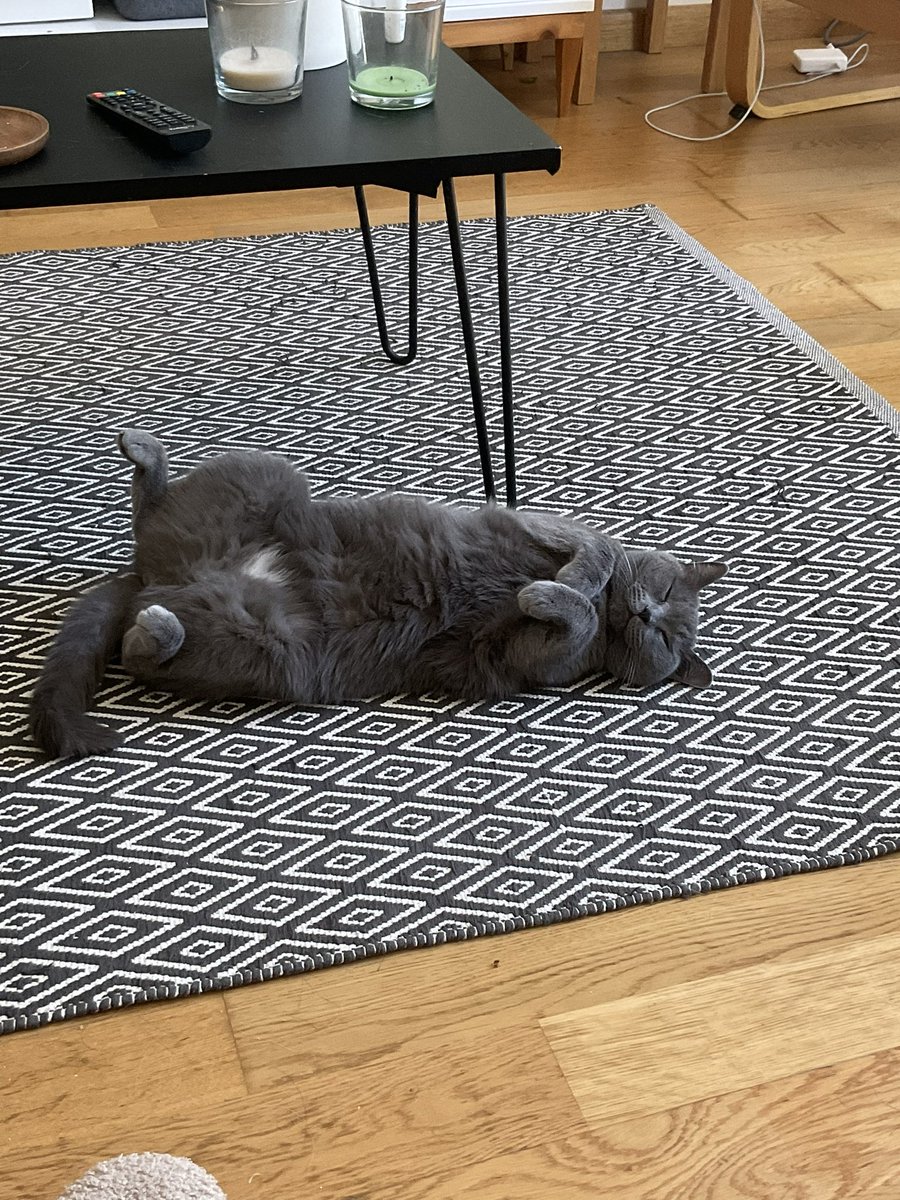 Happy sunday from Mikmik and her little heart on the belly🤍
#cats