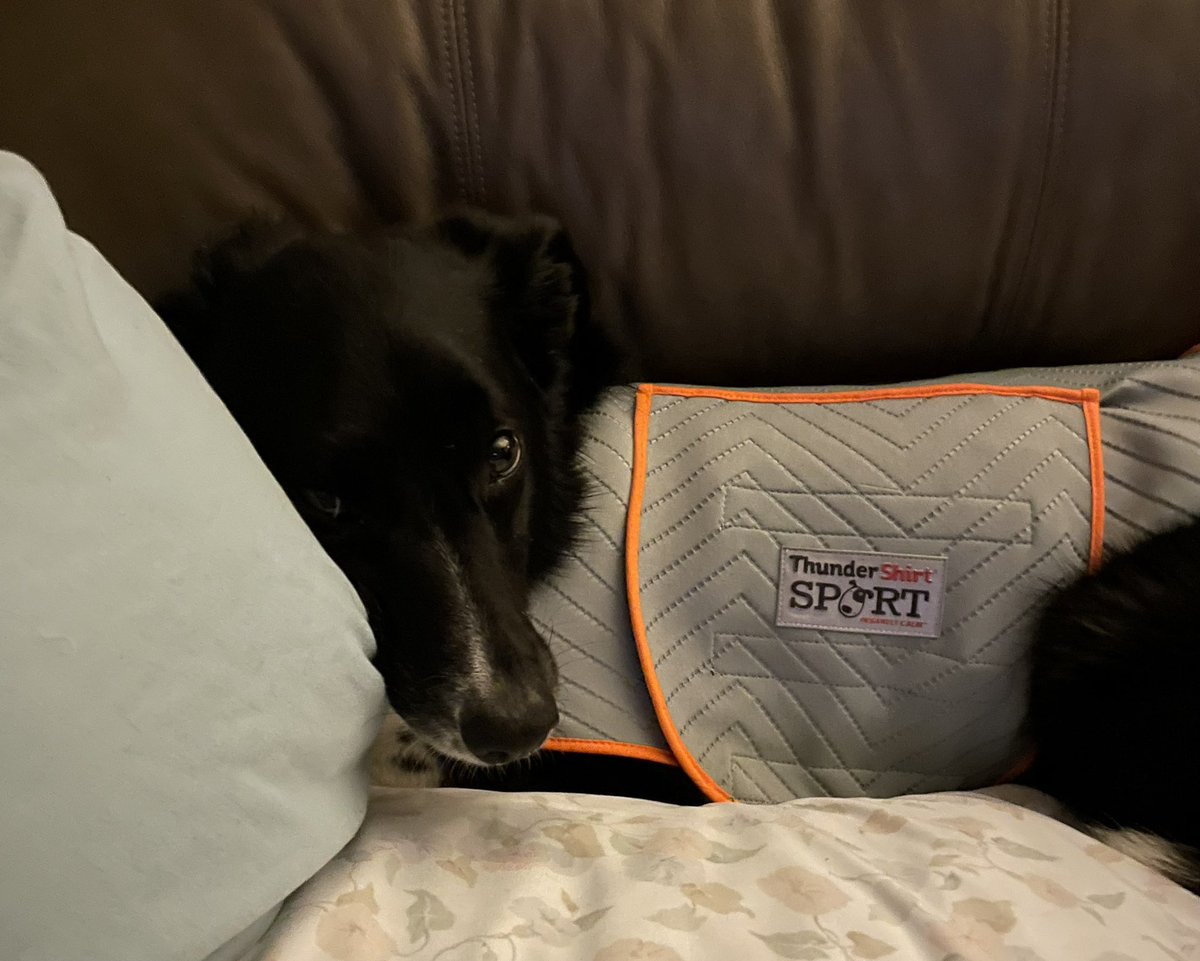 Layla_Border's tweet image. Living in a tourist town. All these fluffing tourists have been setting off fireworks for days already. 4th is still 2 days away. I have thundershirt, adaptil, cbd and prescription trazadone. Still traumatized. #BordercollieProbs