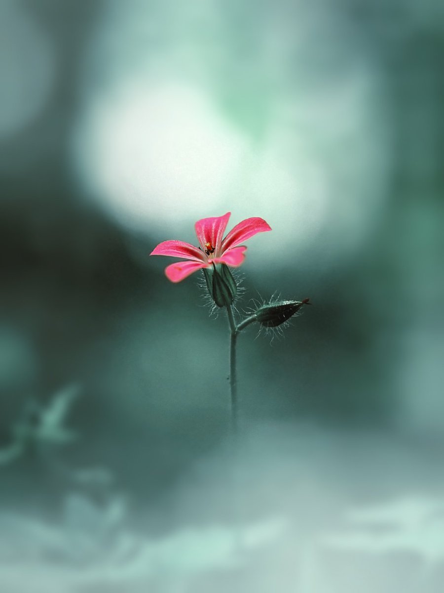 Spring's awakening 🌸

50 tez

My second photo in <a href="/photezNFTs/">Photez - Photographers of TEZ</a> collection for <a href="/1of1xtz/">❤️‍🔥 1/1 on Tezos - A Showcase of Rare Art</a> event!

#1of1 #photez 

(Link below)