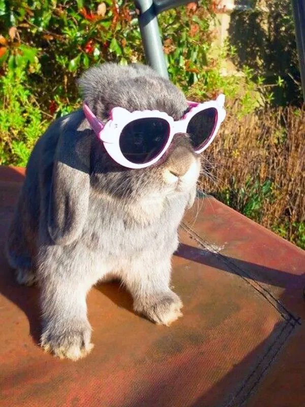 BCOpticians's tweet photo. All those carrots meant Hops needed some extra snazzy sun protection!
😎 🐇 https://t.co/FjI14cA6Ph