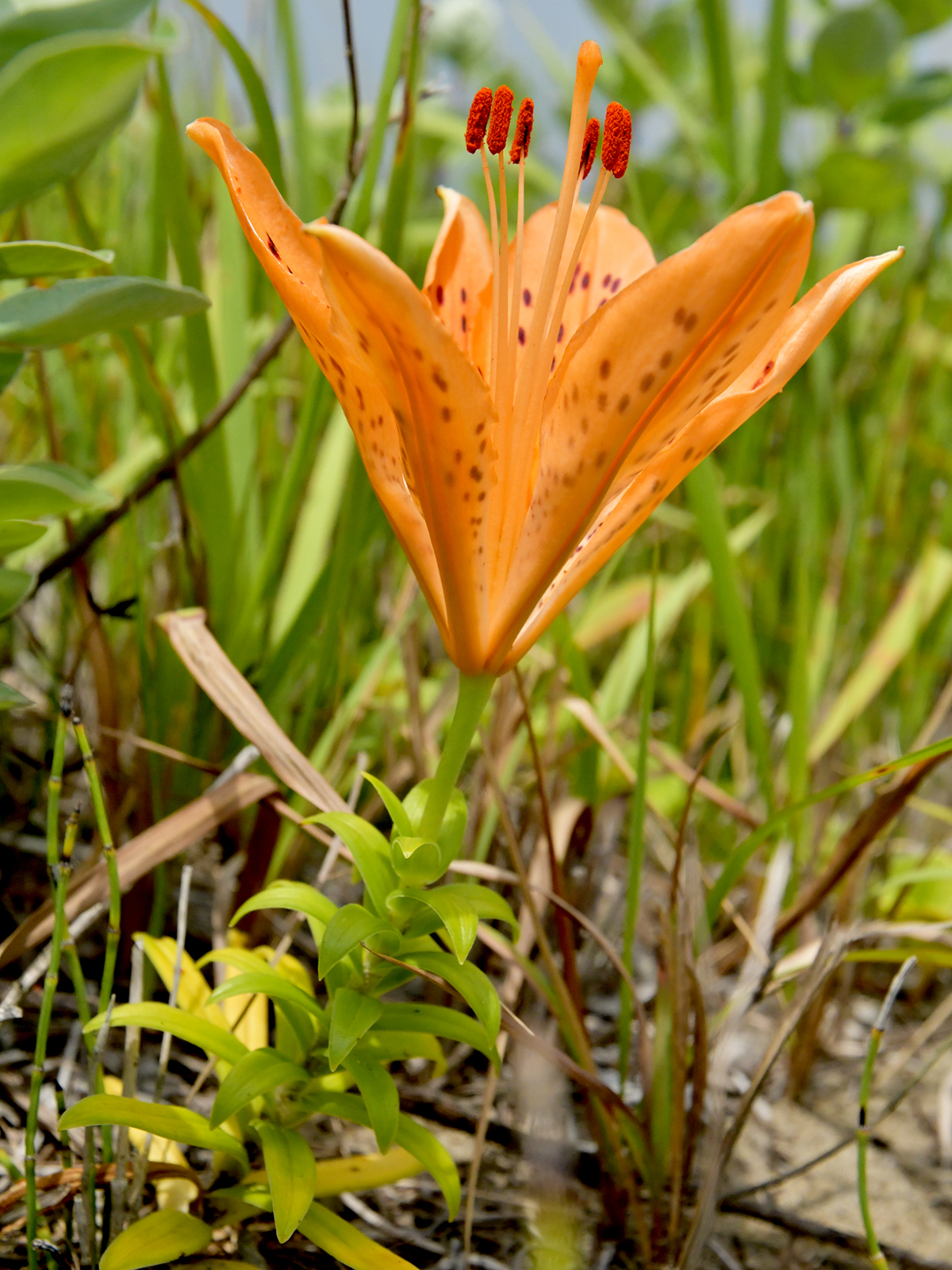 国営ひたち海浜公園 公式 砂丘エリアでは スカシユリ が咲き始めました 花弁の根元が細くなって隙間ができ 先が透けて見えることが名前の由来となっています 鮮やかなオレンジ色のお花が元気を与えてくれますね ひたち海浜公園 Hitachiseasidepark