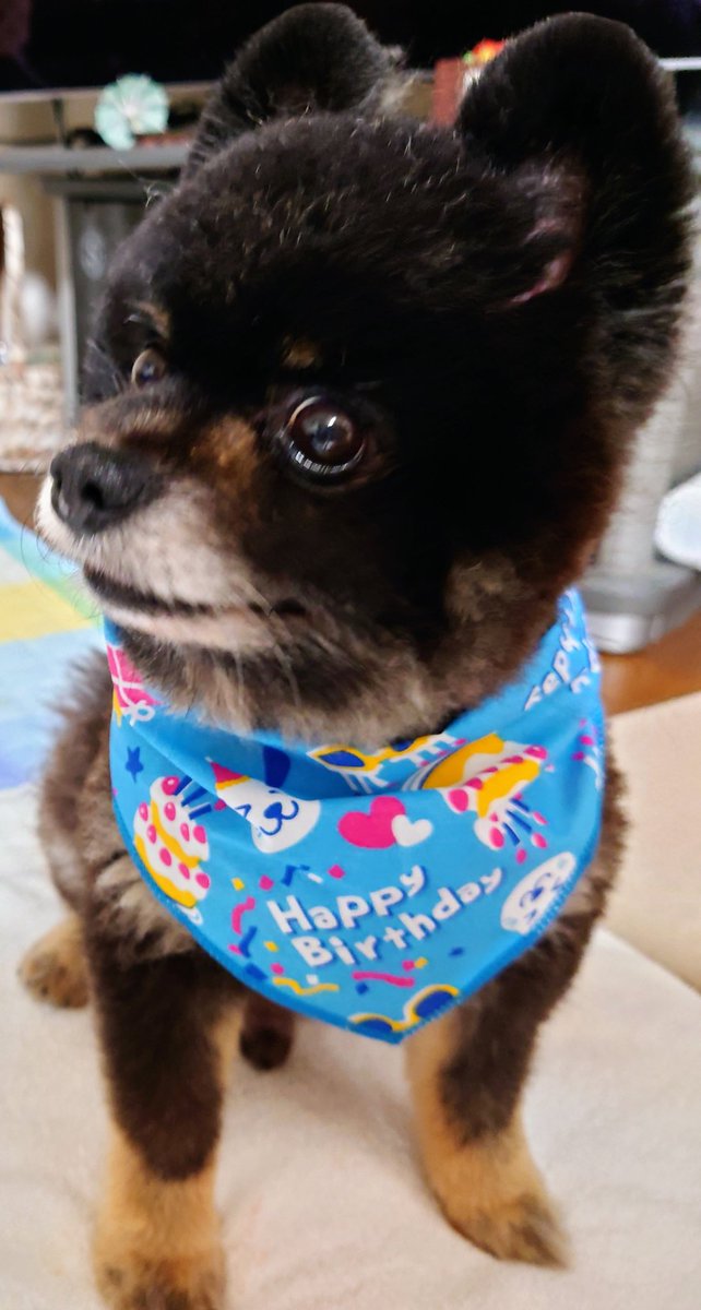 LOVE80226343's tweet photo. 今日は夢太君の10歳の誕生日🎉
いつまでも元気でね💕 https://t.co/RJkImILbfk