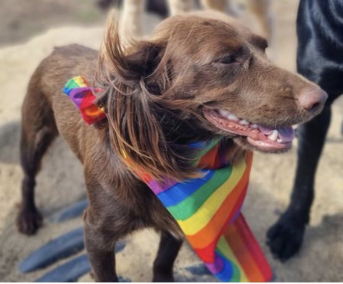 rankine's tweet photo. Millie wasnβt going to miss out π₯° #pridedogs #DogsofTwittter https://t.co/NcSRbdxiSH