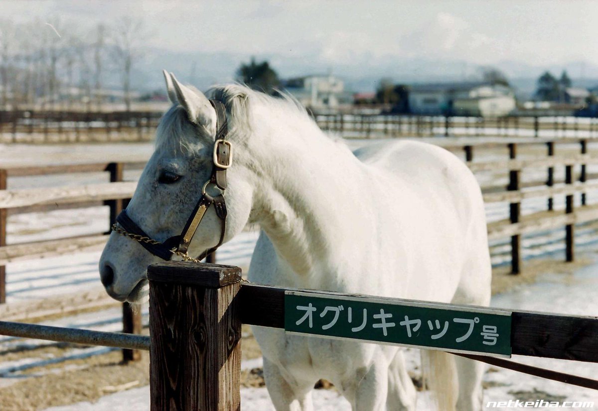 Today marks the anniversary of Oguri Cap's death. May his soul enjoy all the food in heaven and bless all the horses still running.

#オグリキャップ #OguriForever
