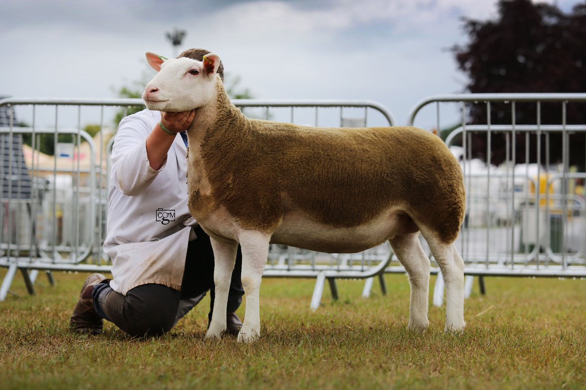 WindrushFarming's tweet photo. 🐈‍⬛ WINDRUSH WILDCAT🐈‍⬛
Berrichon breed champion Devon County Show 2022🏆
Homebred shearling gimmer🐑
@DevonCountyShow https://t.co/lKwnFjM0gl