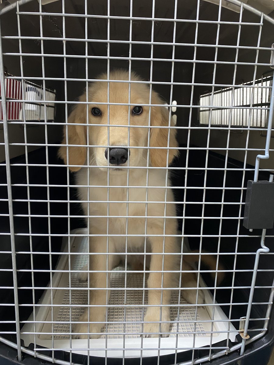 noah____0106's tweet photo. あ、家族が増えました🐶 https://t.co/onOTjLloDA