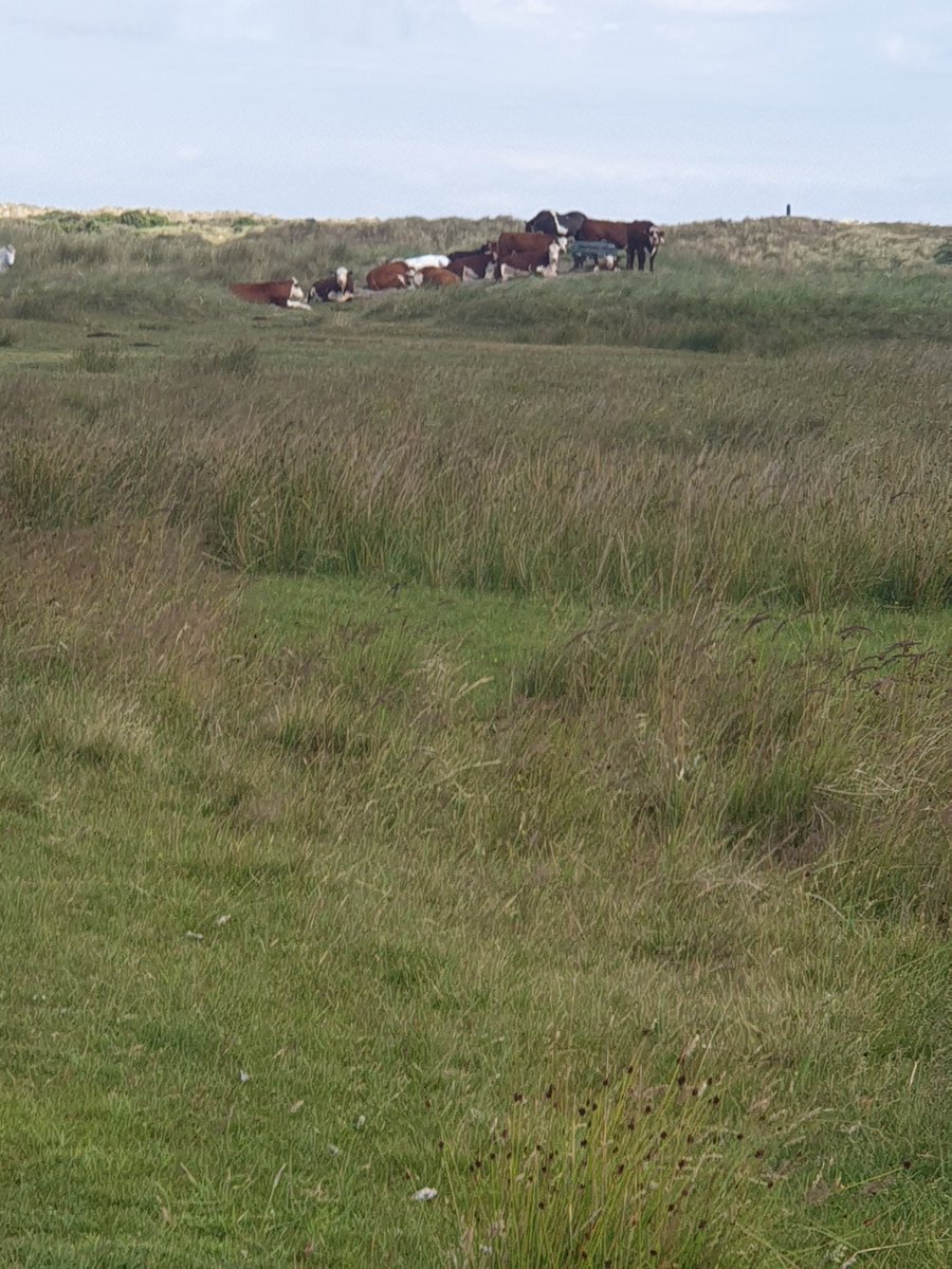 Ook de runderen voeren protest op de wandelroutes😁😅🤣😉. Vooral blijven liggen en staan🤭 #hardlopen #natuur #Ameland