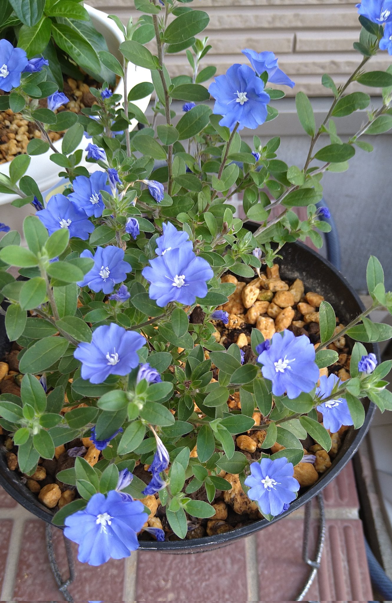 ピンクのねじ花 Iqxz50puwcmytr0 Twitter