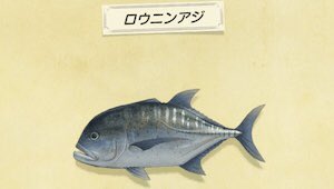 ロウニンアジ Twitter 最も人気のあるツイート Japan