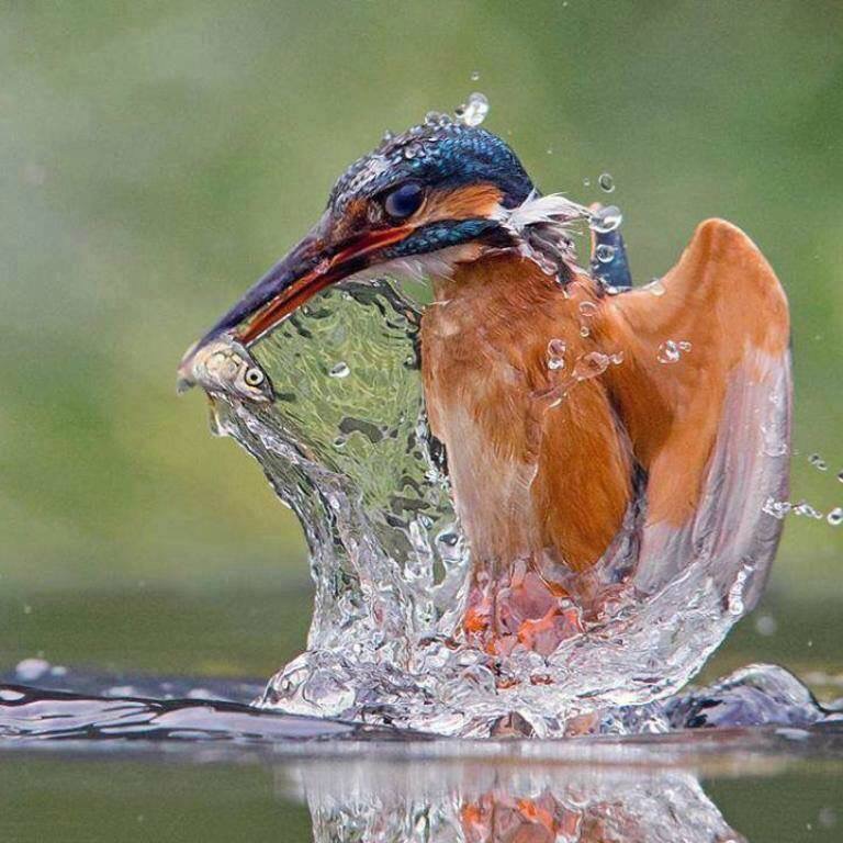 FarmersOfTheUK's tweet photo. I have been saving this picture until today, this was taken by a fisherman and amateur photographer on the stretch of the River Stour that runs through the farm. https://t.co/jFd4x4dg0x