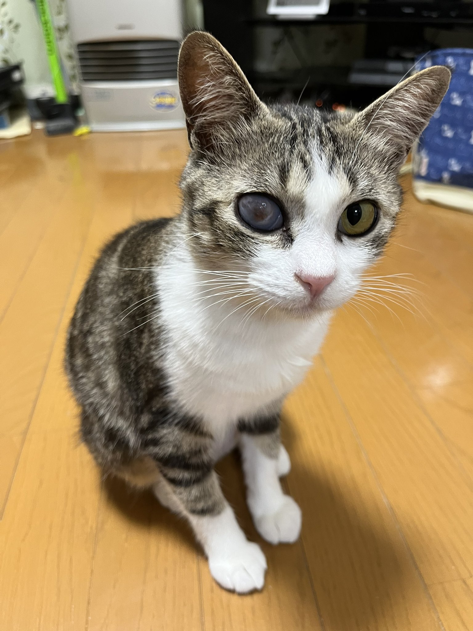 妊娠 Twitter Search Twitter