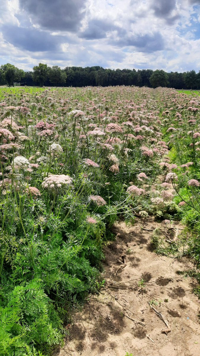 Ik kom net een bijzonder bijtje tegen in de wortelen. De bloemen van de schieters zitten vol met bijen en vliegen. Deze baan met schieters komt van de paarse wortel. Deze kan blijkbaar niet zo goed tegen vroeg zaaien.