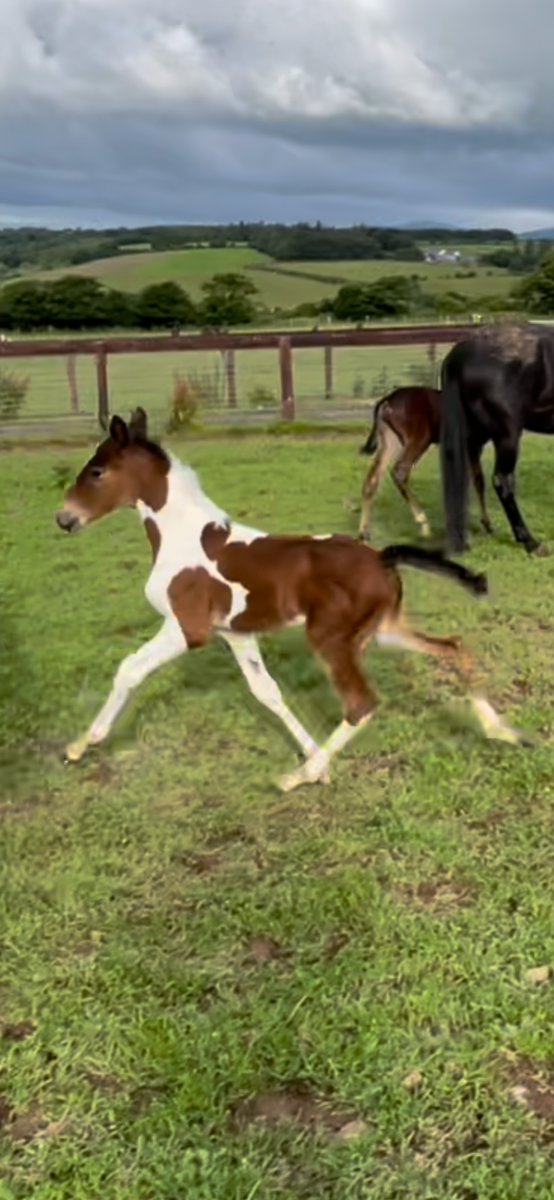 CliveCullen21's tweet photo. Cattlewash filly 
@oakwood_stud @JoannKi32885615 @DiamondCreekKY @Alabarfarms @tarahillstud @WoodlandsStudNZ 
@Hanovershoefarm @greatwhiteblaze https://t.co/9oPtB4HGnG