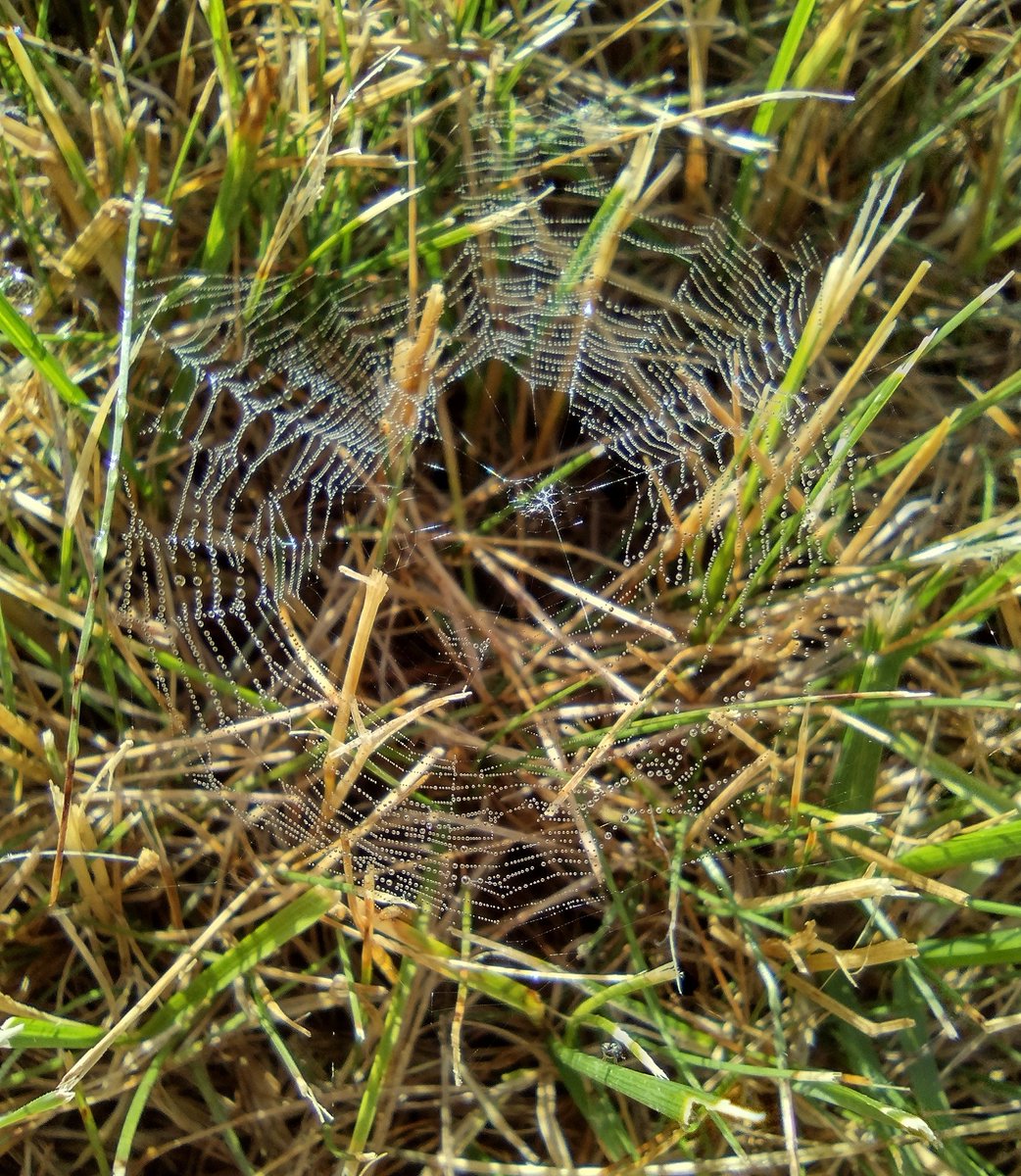 GypsyStills's tweet photo. Mornings mists outlined glorious architecture. Can you spot the architect? They *are* in the picture.
#grasswebs #tinyspider #morningglories #morningdew https://t.co/uoLiw7hsGf