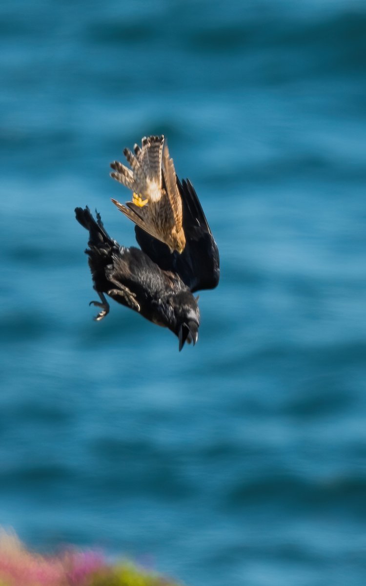 Feisty little Kestrel taking a bite at a Raven! #NaturePhotography #manxmannin