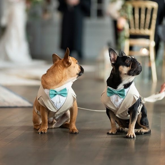 bowpawtie's tweet photo. We must be grateful to those who make us #happy, it is the charming gardener who makes our soul a flower.
#handcrafted #weddingideas #weddingday #weddingaccessories #weddingdogs #dogsoftwitter #dogofhonor #dogapparel #dogsofweddings #dogwedding #petsinweddings
#frenchbulldog https://t.co/y7Zejo0tpe