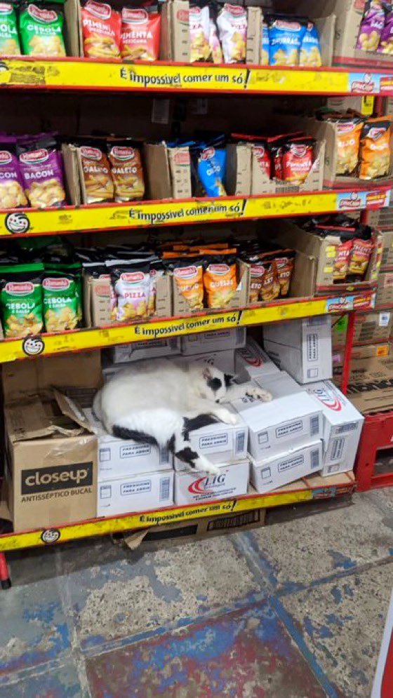 Bodegacats_'s tweet image. 