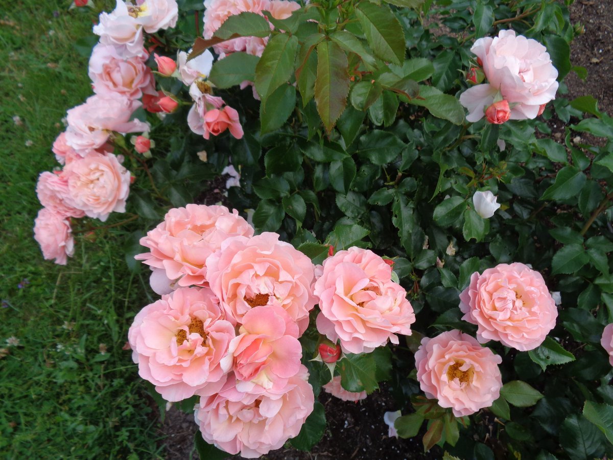 AmiSkywalker's tweet image. Valmieras rozes🌹☀️Gan kamenēm, gan man #prieks