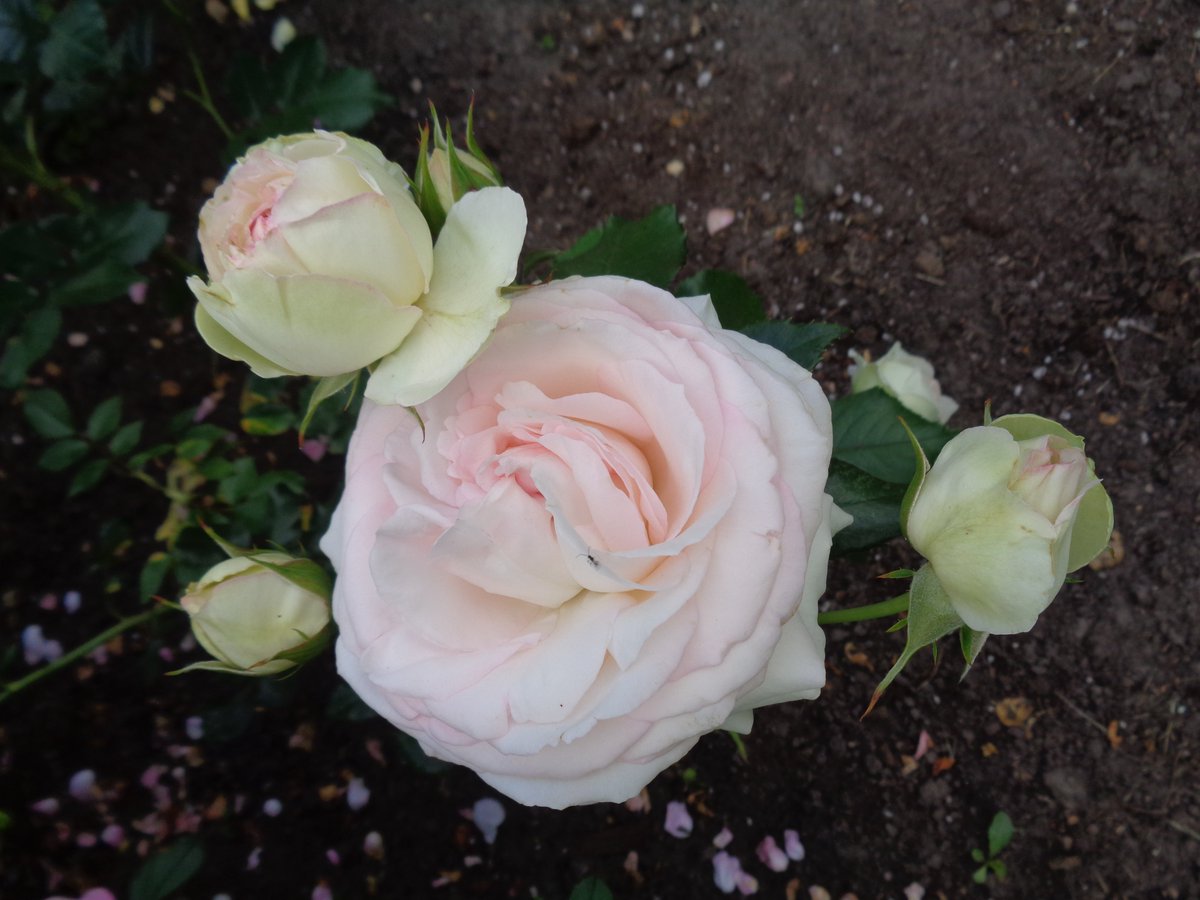 AmiSkywalker's tweet image. Valmieras rozes🌹☀️Gan kamenēm, gan man #prieks