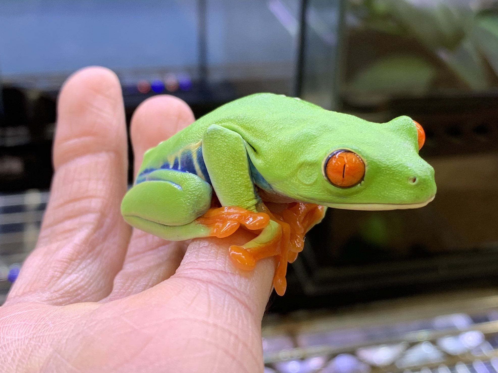 アカメアマガエル 6匹まとめて Www Saniluz Pt