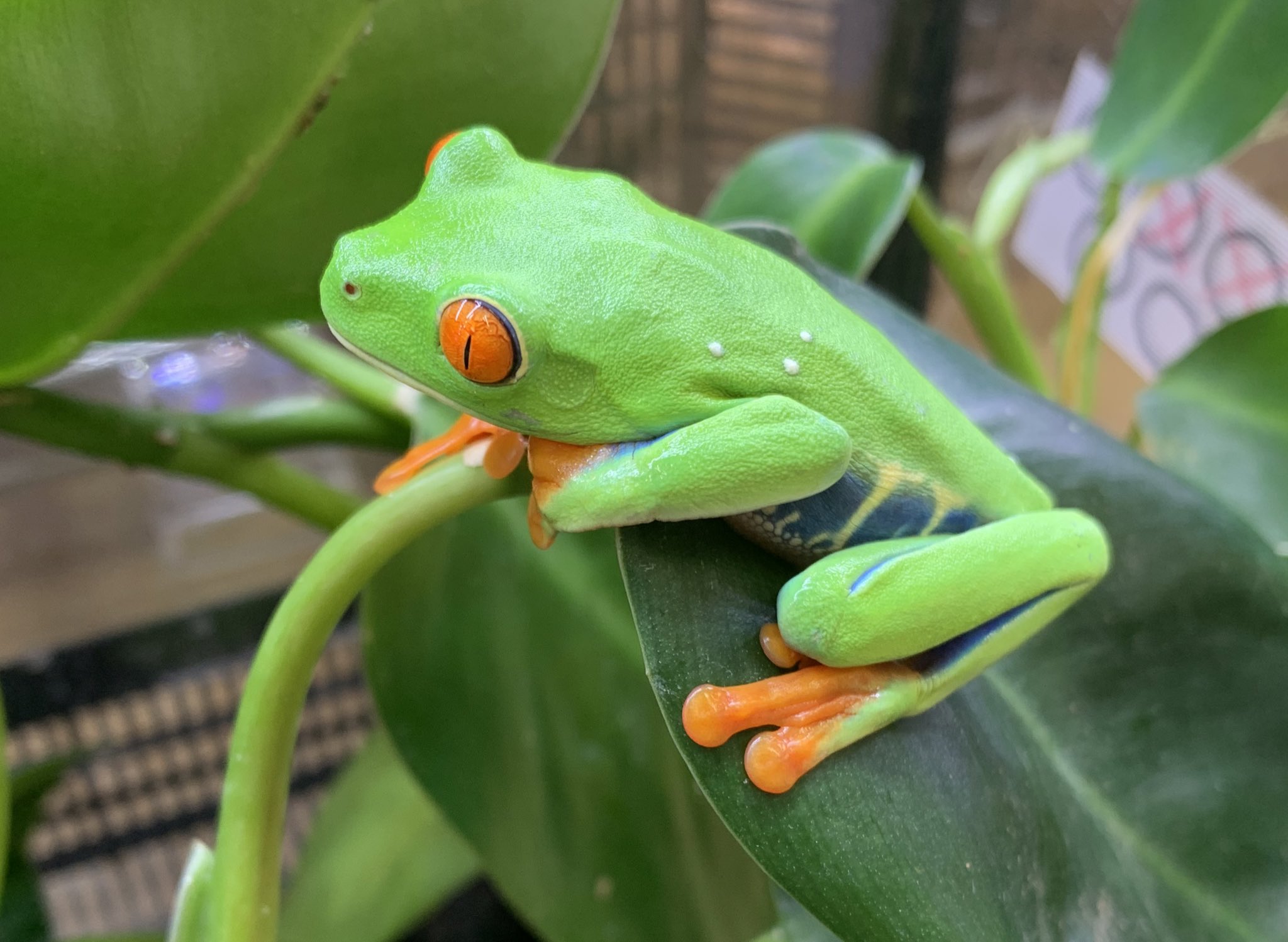 アカメアマガエル 6匹まとめて Www Saniluz Pt