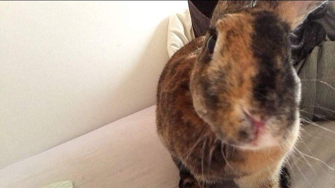 R.I.P little one, I'm sorry the last few days were hard for you. But I'm glad you weren't suffering long