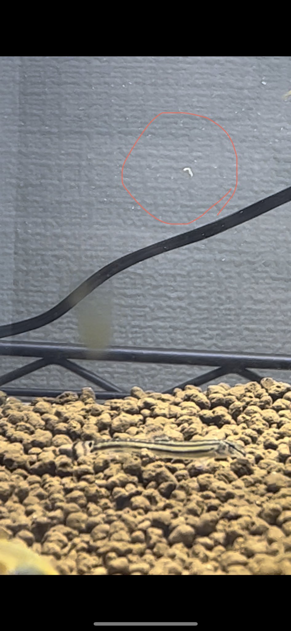 ちろる メダカのお腹から出てきたんで多分フンだと思うんですが白色っぽいのは消化不良なんですかね T Co Gwaos0h93b Twitter ちろる メダカのお腹から出てきたんで多分フンだと思うんですが白色っぽいのは消化不良なんですかね T Co Gwaos0h93b Twitter