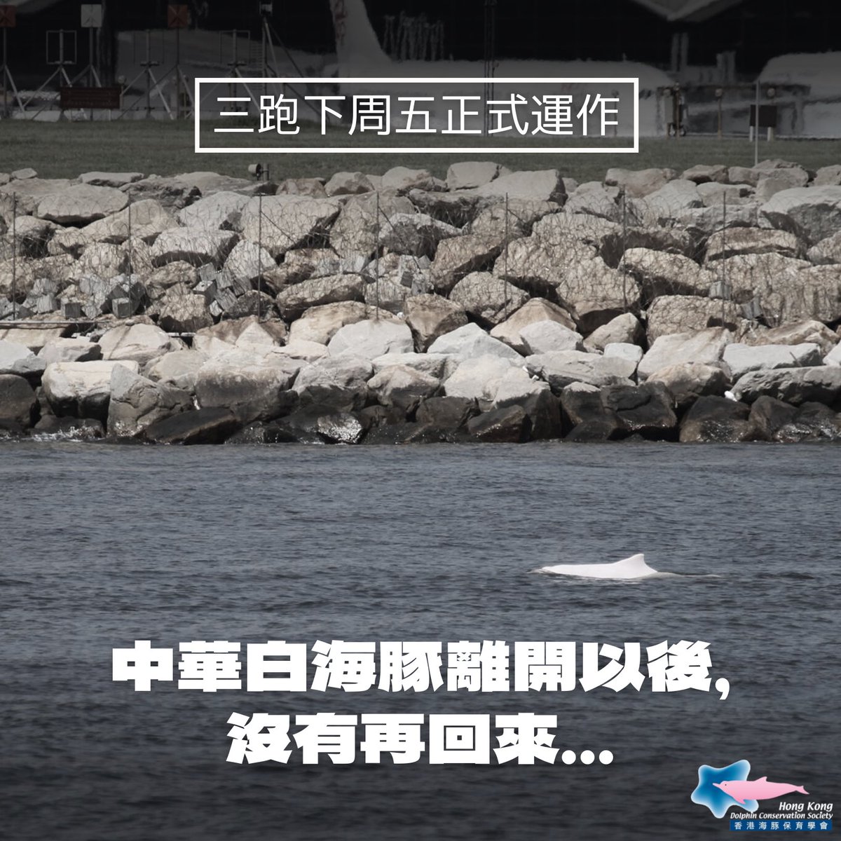 #ThirdRunway opens next Friday. 

It reclaimed 650 hectares of #ChineseWhiteDolphin’s feeding and socializing habitat, as well as traveling corridor. 🐬 in N Lantau dropped from 25👉🏻3 in 6 years. They left and did not return.

MingPao: bit.ly/3AlKvv0

#HongKong #dolphin