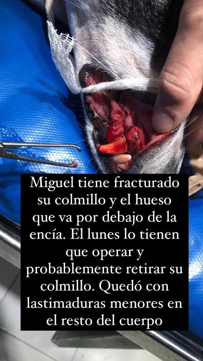 Arantxa_Paz's tweet photo. Ayer Miguel fue atacado por un pitbull gris sin correa en Ciudad Universitaria. En las imágenes los detalles. Por favor tengan cuidado con sus mascotas, perro altamente agresivo que el irresponsable del dueño pasea suelto. @VivireNuevaCba https://t.co/V13yKUnQJk