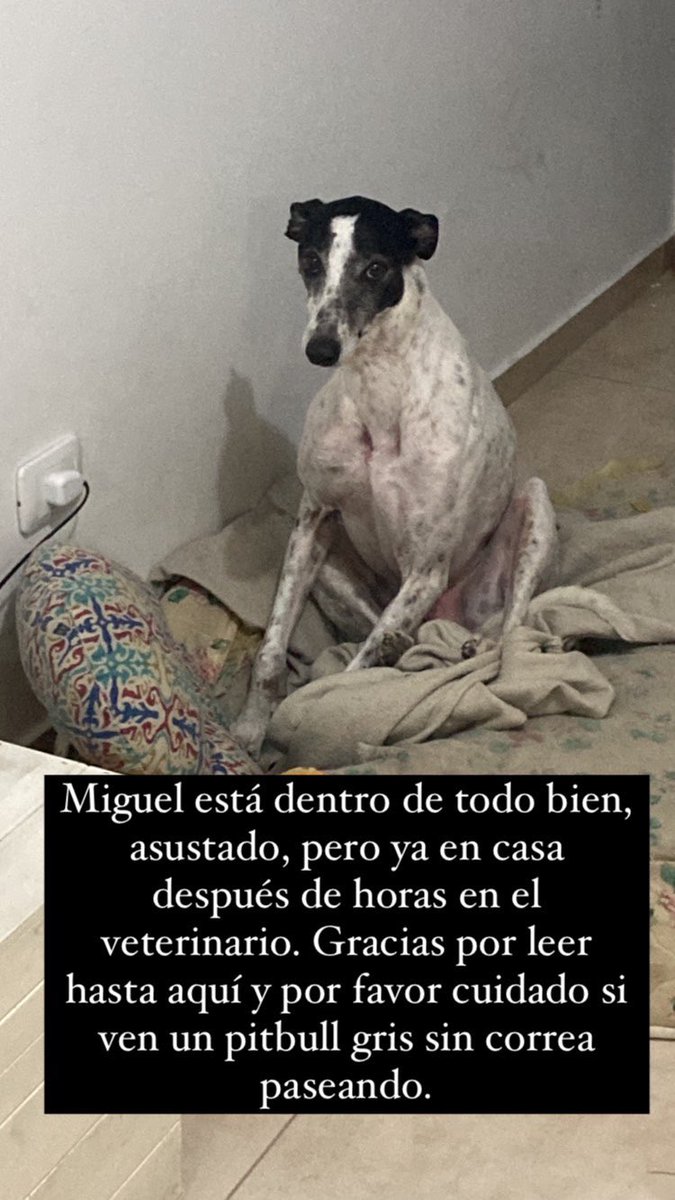 Arantxa_Paz's tweet photo. Por favor sean responsables y NUNCA lleven a sus animales sueltos. Nueva Cordoba es la cuna de dueños irresponsables. https://t.co/WkJmndli5J