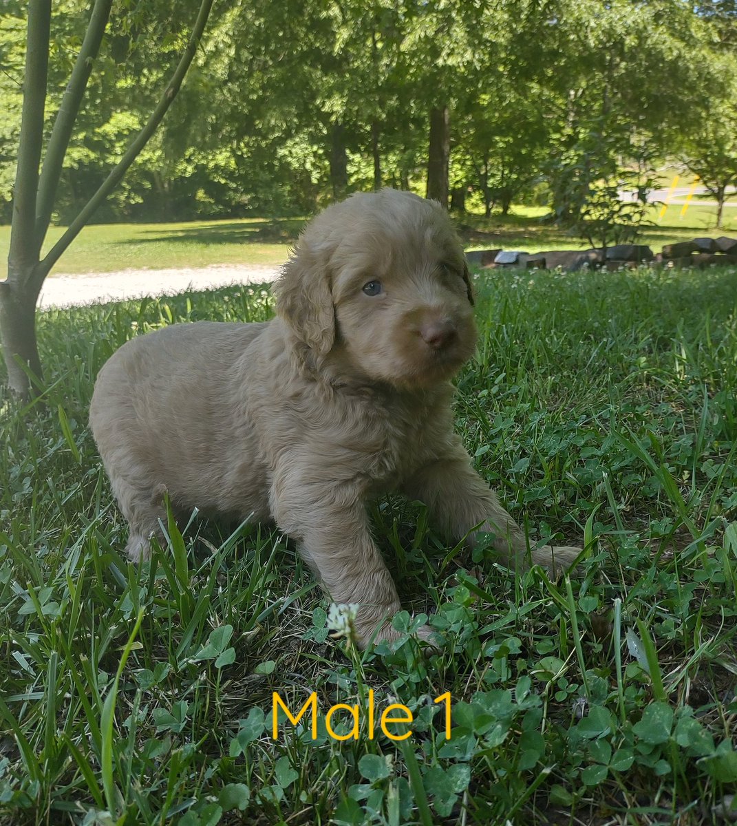 PupsFurLove's tweet photo. F1b labradoodles Ringgold Georgia ❤️🥰 https://t.co/0bGOUnyS0e