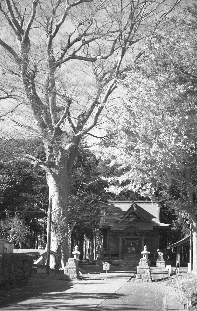 TMR_tsunehachi's tweet photo. 秋に撮った写真
#自家現像 #selfdevelop #モノクロ写真 #フィルム写真 https://t.co/Zr8igZBQOD