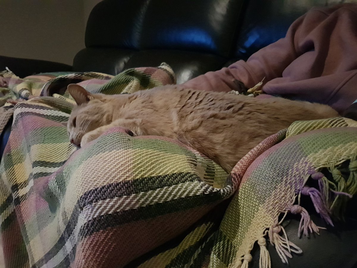 I have a new friend! Jessi has come to visit, she likes me and I really like her. She says my hair is like velvet.She comes from Brisbane which is not nearly as cold as it is here at the moment, so she needs a cat as a lap-warmer 😻

#CatsOfTwitter