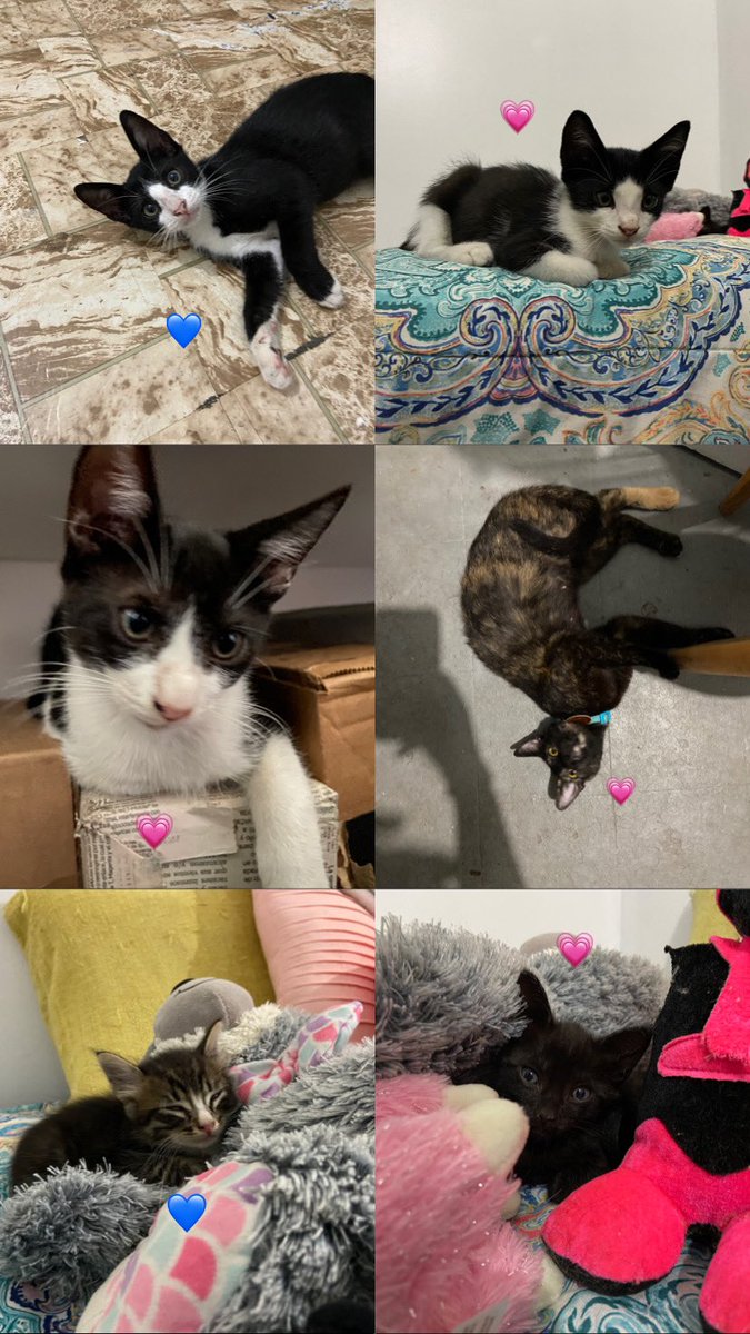 gabrielaoceans's tweet photo. ¡Gatitxs en adopción! 

✔️ Vacunados (4/6)
✔️ Desparasitados
✔️ Tratados contra fleas and thicks
✔️ Litter trained 

Para más info, DM 📥 

Please, share! https://t.co/flihnCgNaV
