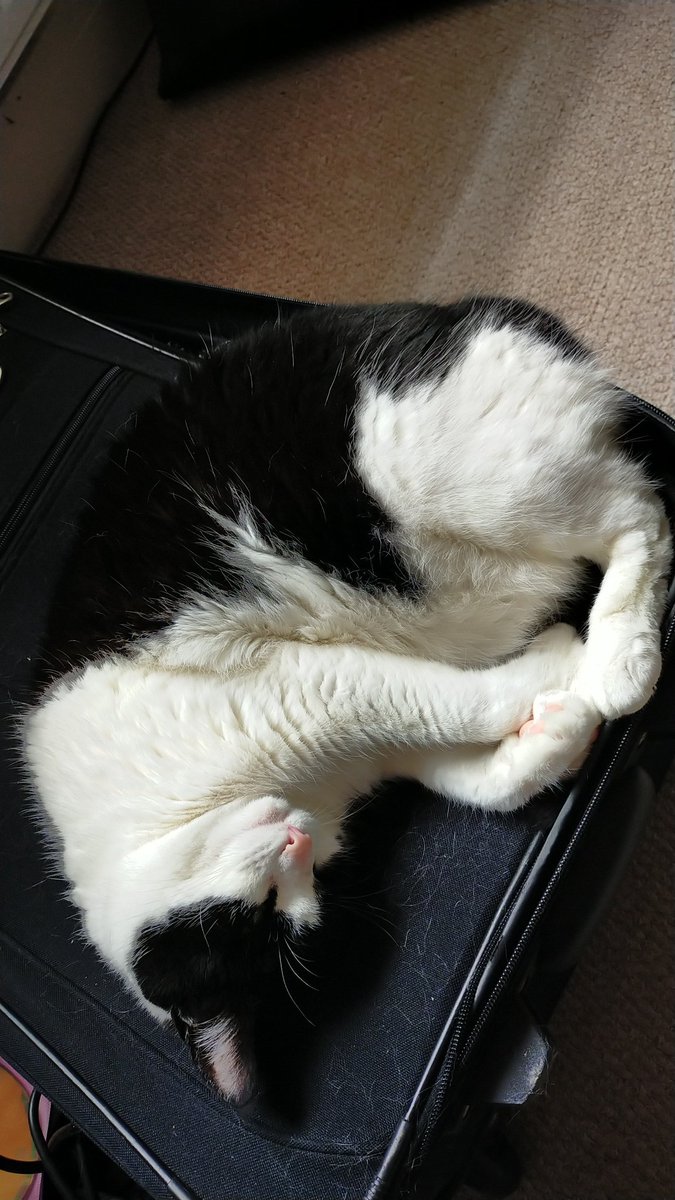 LibraryFolklore's tweet photo. #FairyCon Dido the conference cat is doing her thing as usual https://t.co/nOjo5aZlwf
