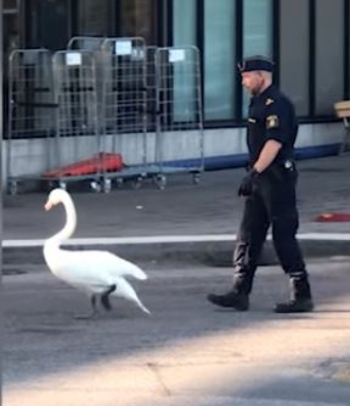 #BREAKING : Police in Ottawa arrest and charge Goose for excessive honking.
#OttawaPolice #Ottawa
#OttawaConvoy