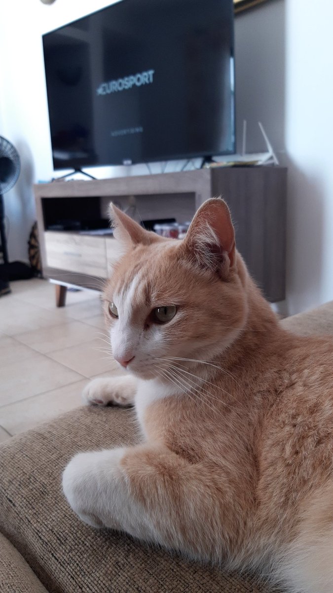 SteCrook5's tweet photo. This cat (not ours)has just walked in our apartment and plonked itself at the side of me
#cats
#randomcat
#makeyourselfathome https://t.co/LMrhD6NEmv
