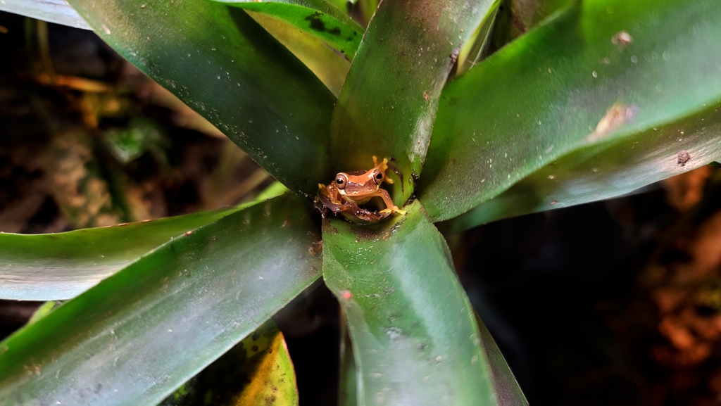 amphibianfound's tweet photo. Sand is running out of the hourglass--register now for our #MasterHerper Husbandry and Captive Management course beginning July 5 at the link below!

https://t.co/wlNXtiZFiG
⁠
#HourglassTreeFrog #Hylid #Hylidae #MasterHerpetologist #CaptiveManagement https://t.co/epE2bpDPXk