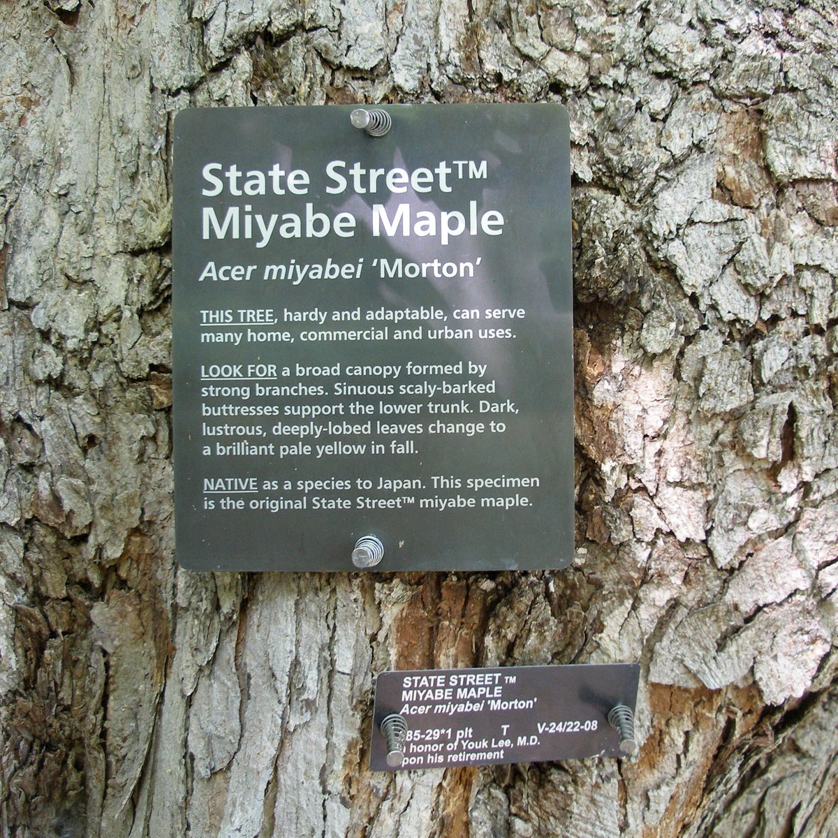 MortonArboretum's tweet photo. Several West Side landmarks exist in much their same form from the Arboretum's early years. Look for the Miyabe “State Street” maple along Joy Path &amp; ponder the number of guests who have enjoyed its shade since it was planted in 1929. https://t.co/UOBTihOtf6 #SundaySolitude https://t.co/GzRAQV6i5M